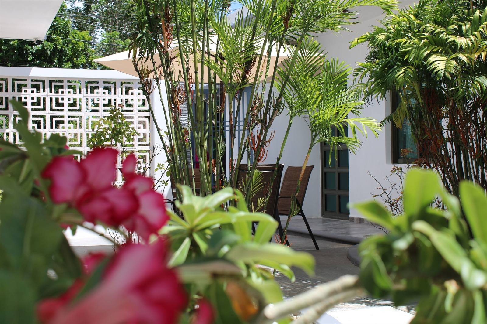 Tropical plants, flowers and a white lattice wall in the inner garden